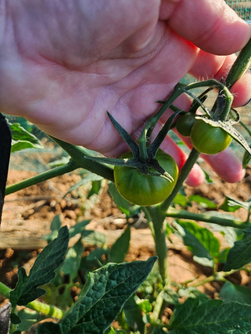 Close-up of Harvesting Hope drip irrigation emitter watering plants
