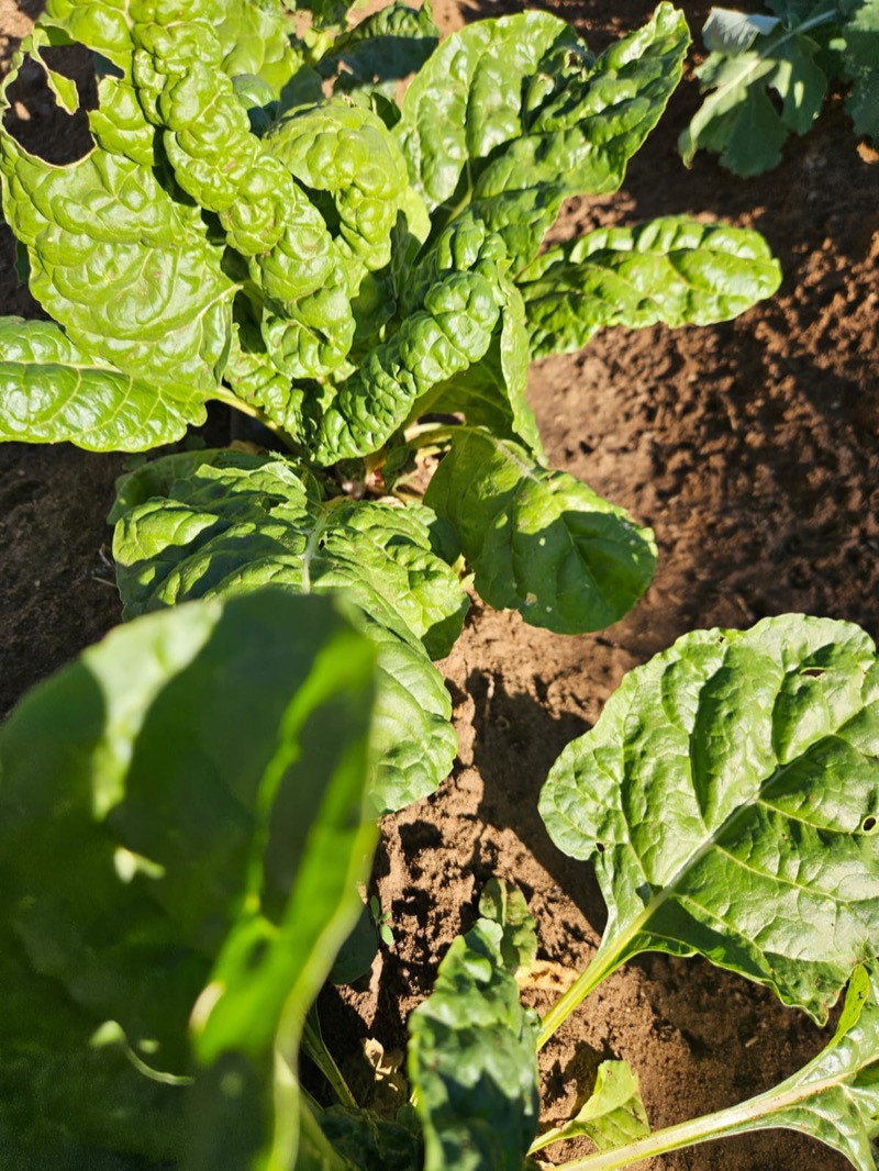 Healthy spinach plant close-up